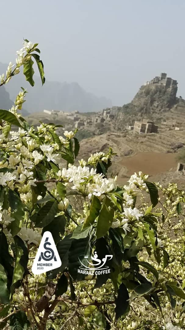 Coffee trees Blossom season in Yemen